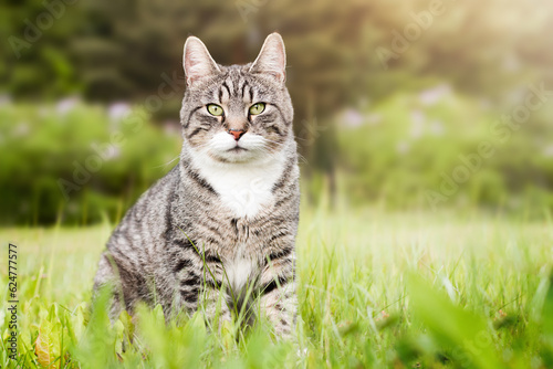 Fototapeta Naklejka Na Ścianę i Meble -  gray tabby cat sits on the lawn and looks at the camera