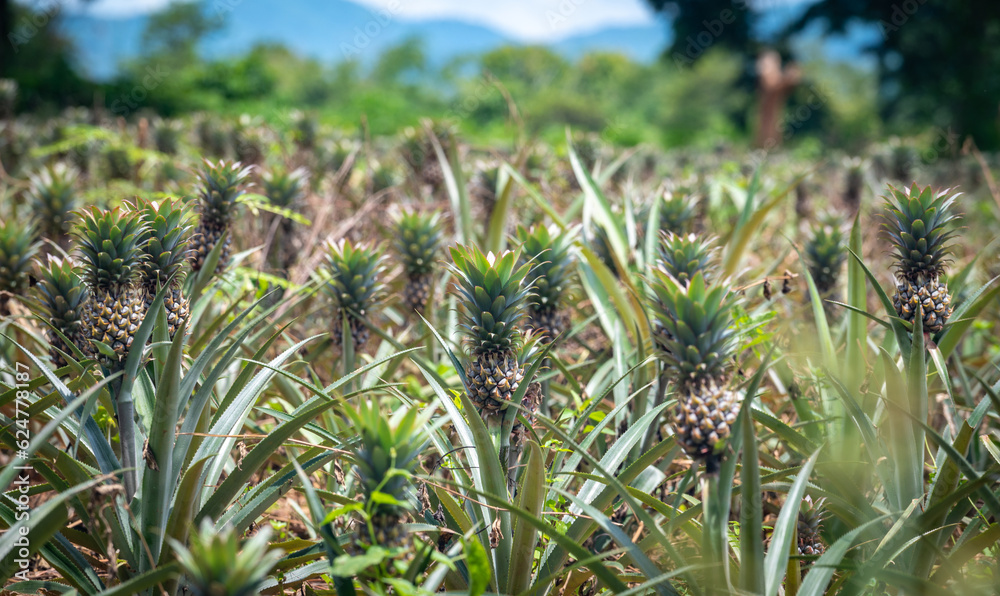 Group of pineapple fruits grow in plantation field. Group of pineapple fruits grow in plantation field.