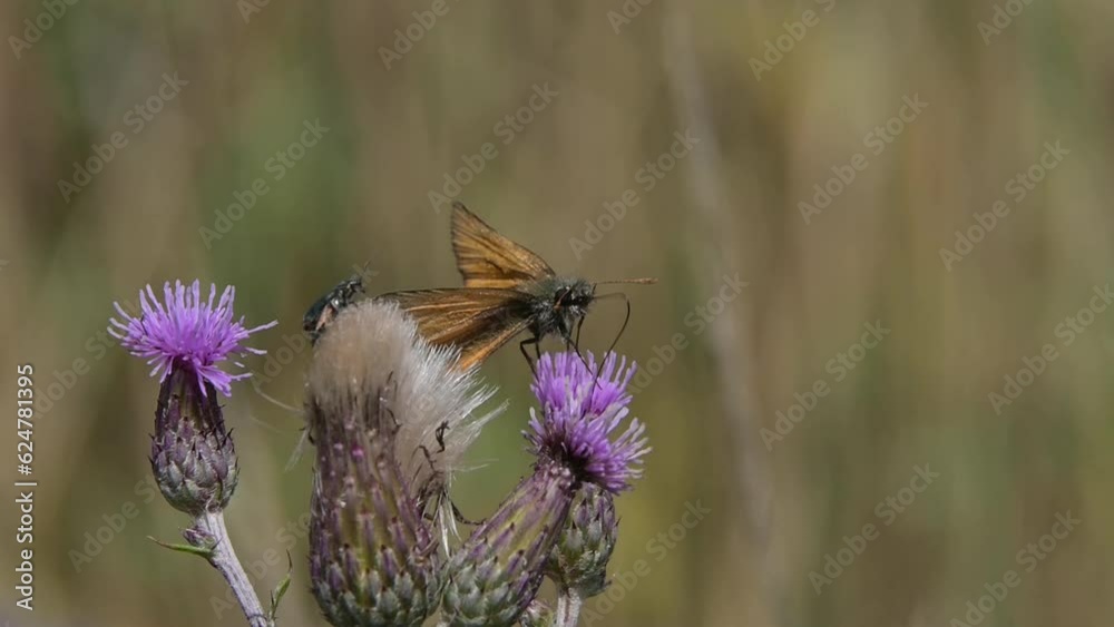Small Skipper butterfly (Thymelicus sylvestris) resting on a thistle flower, next to a beetle, before flying away. July, Kent, UK [Slow motion x5]