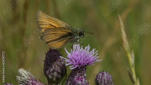 Small Skipper butterfly (Thymelicus sylvestris) resting on a thistle flower before flying away. July, Kent, UK [Slow motion x5] photo