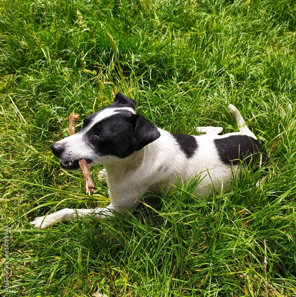 jack russell terrier sitting on grass