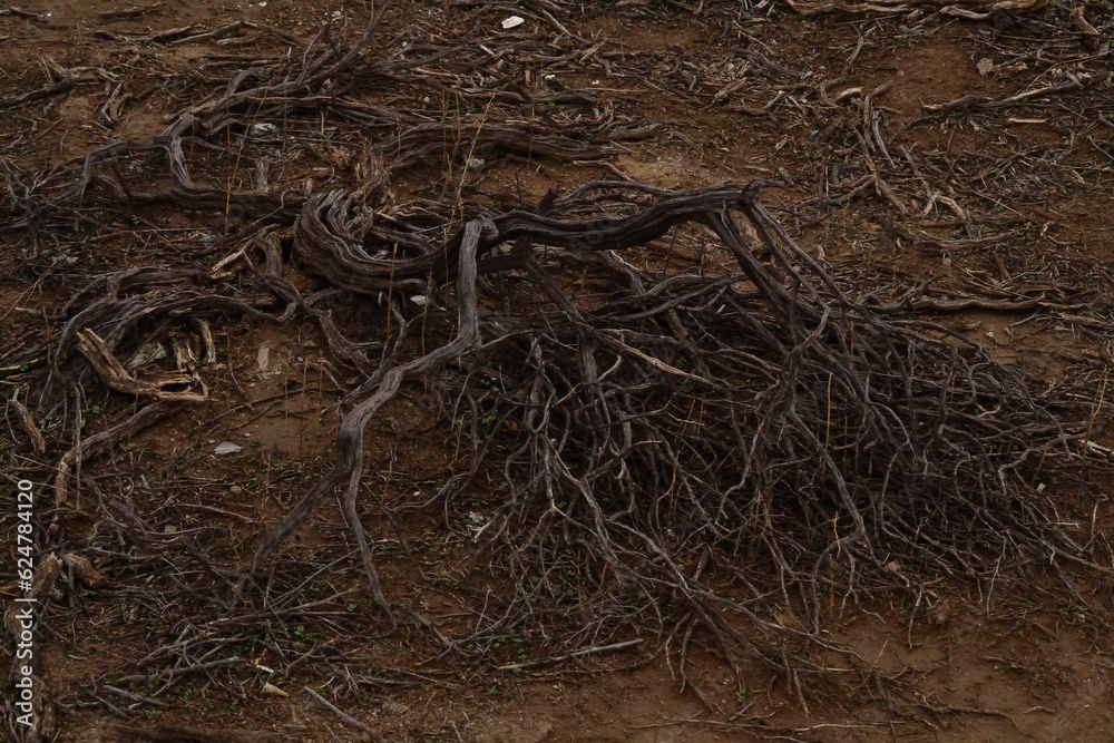 Fototapeta premium raiz seca