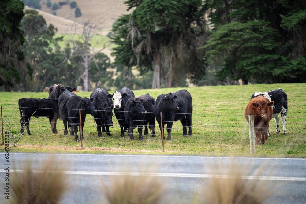 Stud Angus, wagyu and murray grey, Dairy, beef bulls and cows, being grass fed on a hill in Australia.	
