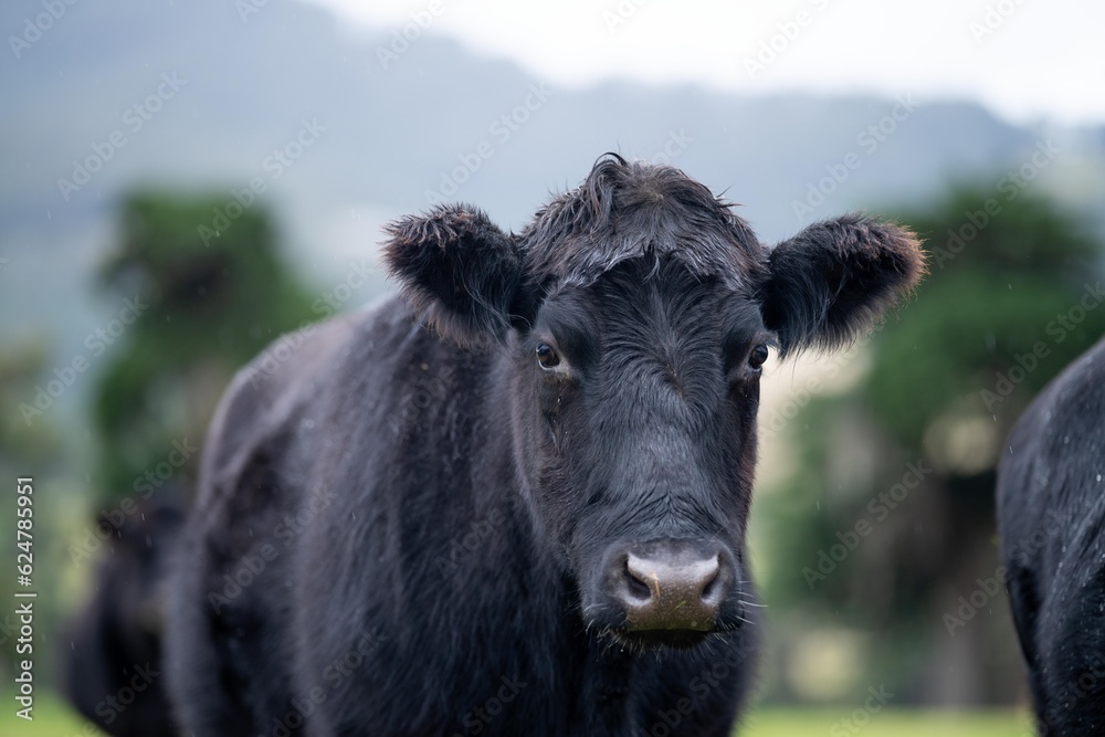 livestock beef cattle in a field on a farm. close up of a cows face. livestock beef cattle in a field on a farm. close up of a cows face.