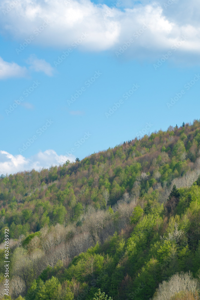 White clouds on the bright blue sky. Blooming flowers in spring background with white clouds on blue sky. Iznik Bolu Türkiye.	