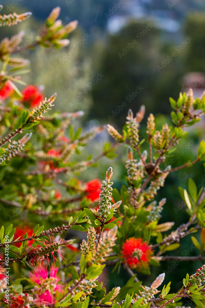 Red bottlebrush flower. Bottlebrush or Little John - Dwarf Callistemon. Selective focus, blurry background, close up. Copy space Red bottlebrush flower. Bottlebrush or Little John - Dwarf Callistemon. Selective focus, blurry background, close up. Copy space