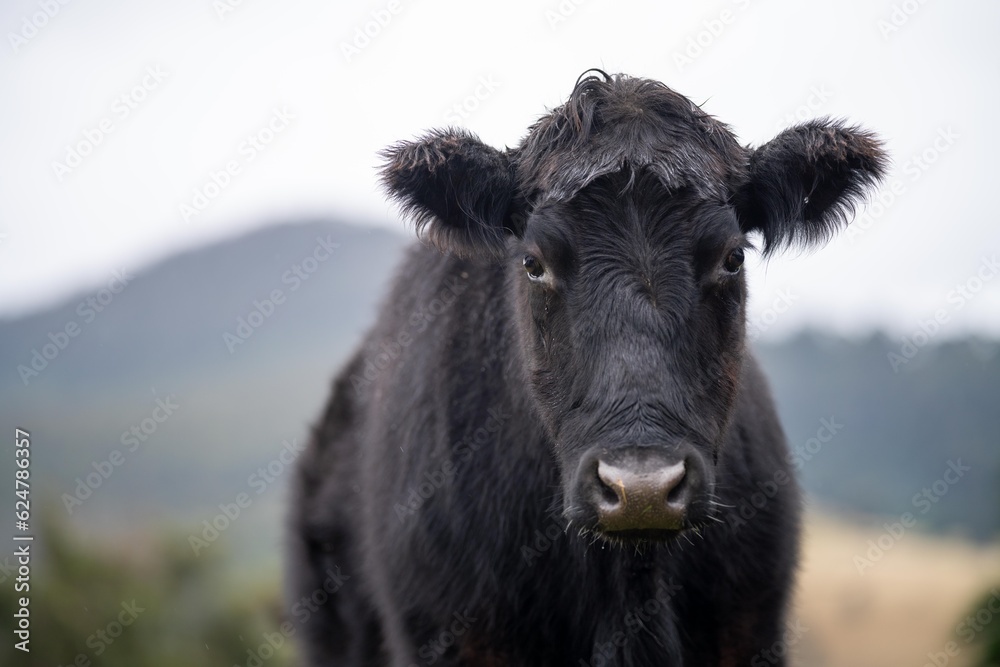 livestock beef cattle in a field on a farm. close up of a cows face. livestock beef cattle in a field on a farm. close up of a cows face.
