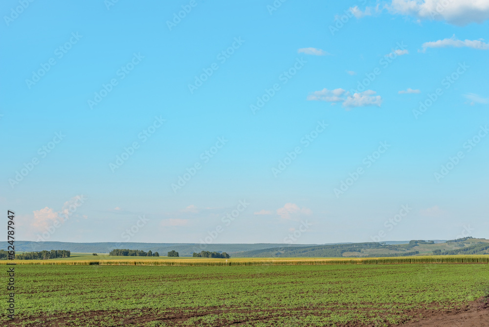 sown fields against a blue sky background