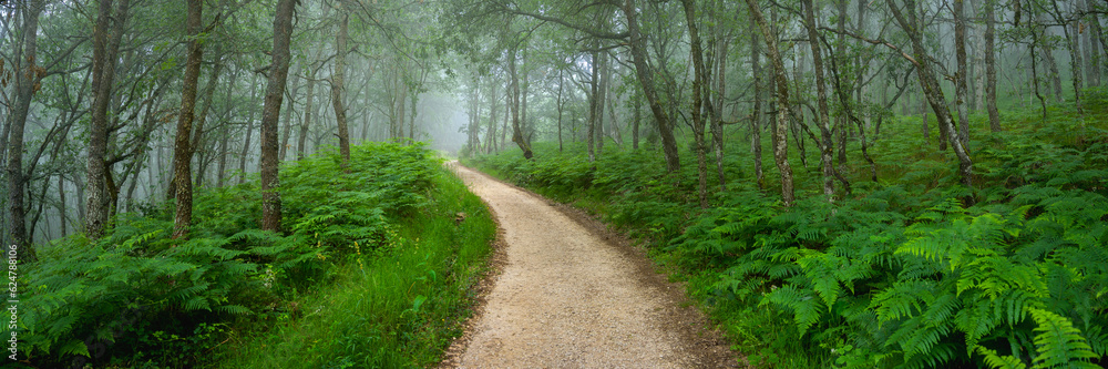 Mystical Foggy Forest - A Panoramic View of Oak Trees and a Hiking Trail Mystical Foggy Forest - A Panoramic View of Oak Trees and a Hiking Trail