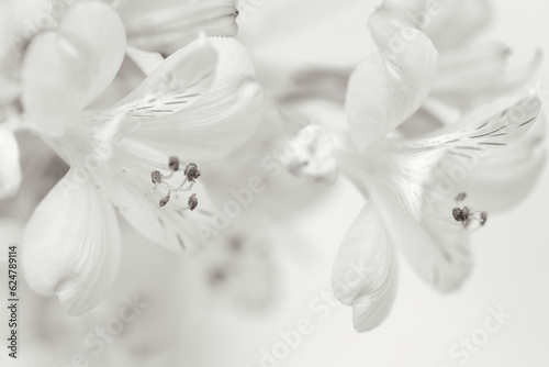 Alstroemeria, Lily of the Incas photo