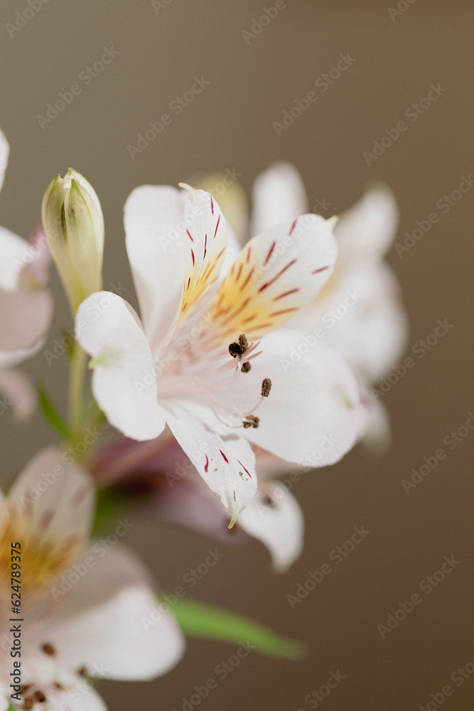 Obraz premium Alstroemeria, Lily of the Incas
