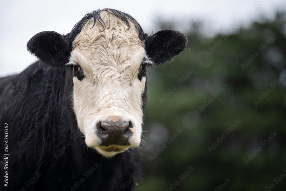 livestock beef cattle in a field on a farm. close up of a cows face. livestock beef cattle in a field on a farm. close up of a cows face.