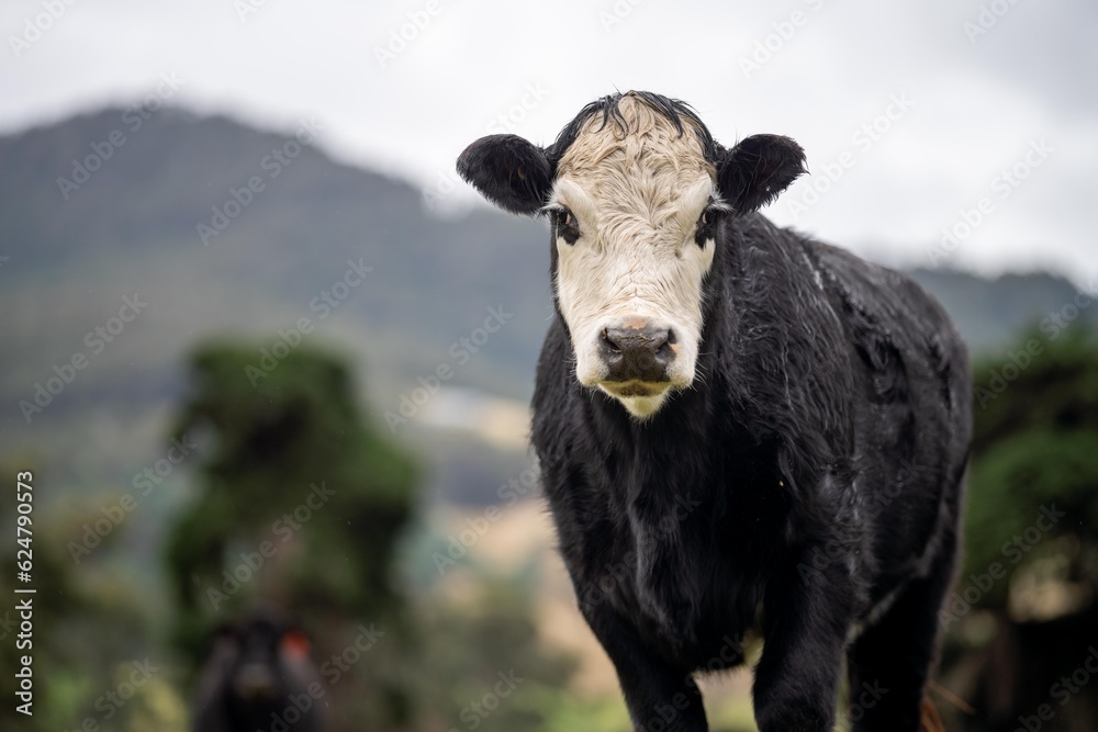livestock beef cattle in a field on a farm. close up of a cows face. livestock beef cattle in a field on a farm. close up of a cows face.