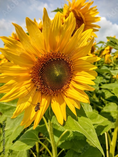 sunflower of the sky