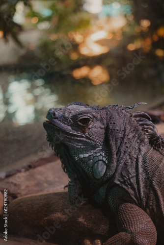 closeup chameleon