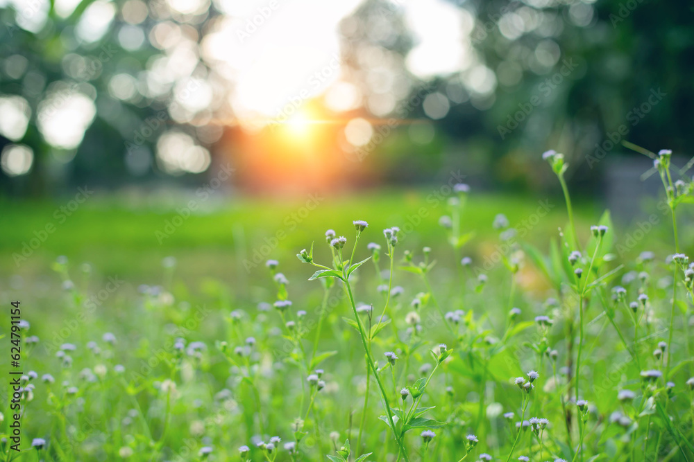 natural green background with selective focus. natural green background with selective focus.