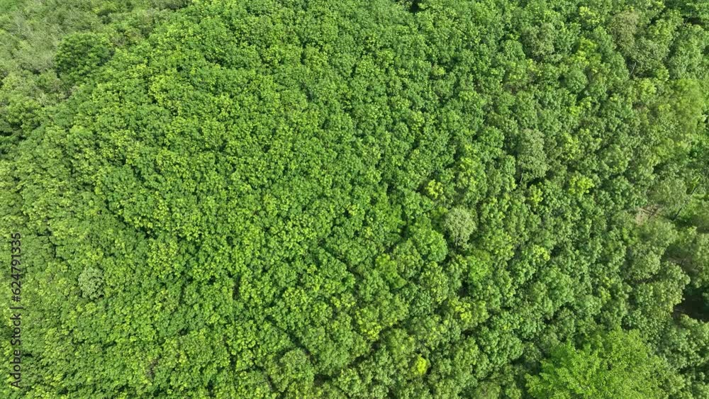 Aerial top view forest tree, Rainforest ecosystem and healthy environment concept and background, Texture of green tree forest view from above.
Aerial top view forest tree, Rainforest ecosystem and healthy environment concept and background, Texture of green tree forest view from above.