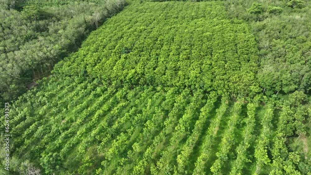 Aerial top view forest tree, Rainforest ecosystem and healthy environment concept and background, Texture of green tree forest view from above.
Aerial top view forest tree, Rainforest ecosystem and healthy environment concept and background, Texture of green tree forest view from above.