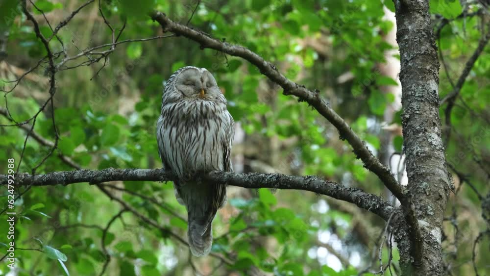A predatory bird Ural owl perched and resting in a summery boreal forest in Estonia, Northern Europe	