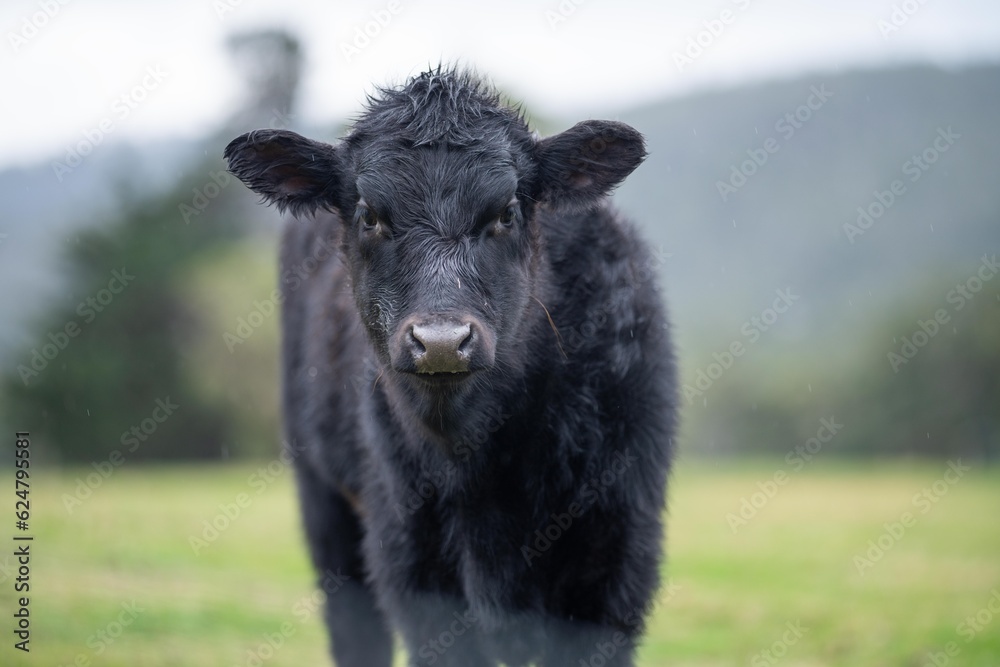 livestock beef cattle in a field on a farm. close up of a cows face. livestock beef cattle in a field on a farm. close up of a cows face.