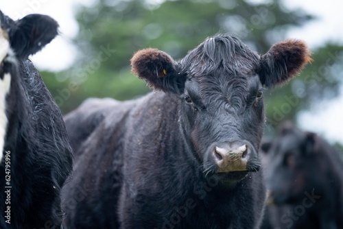 livestock beef cattle in a field on a farm. close up of a cows face.