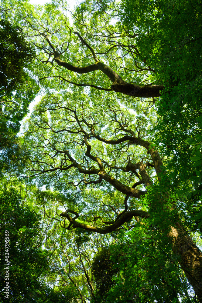 Fototapeta premium 公園や森の木を見上げると樹冠が広がっている風景