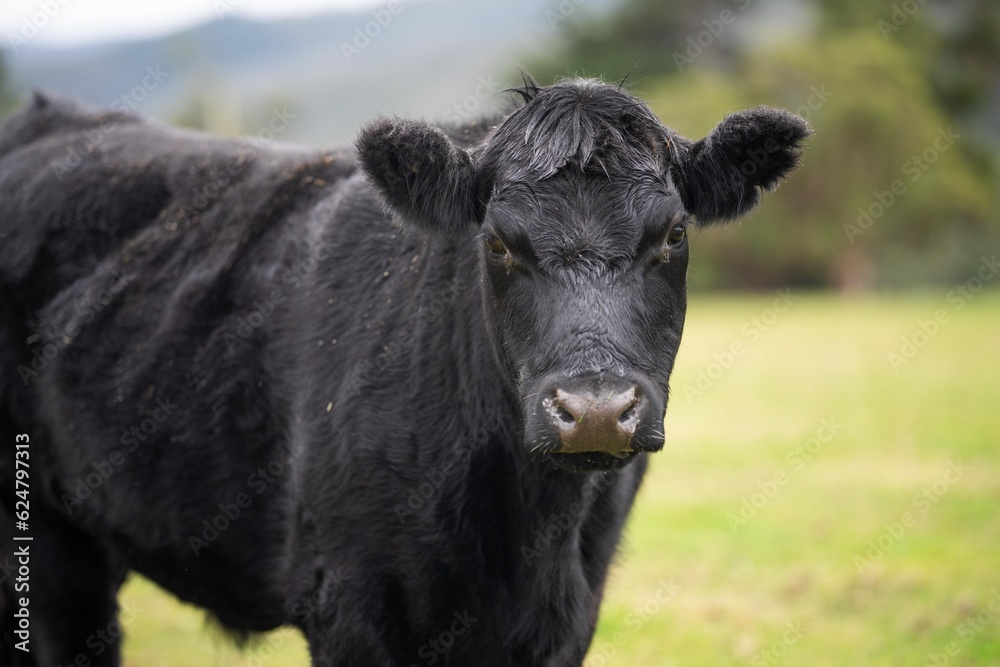 Sustainable cows in a meadow. Portrait of a cow in a field Sustainable cows in a meadow. Portrait of a cow in a field