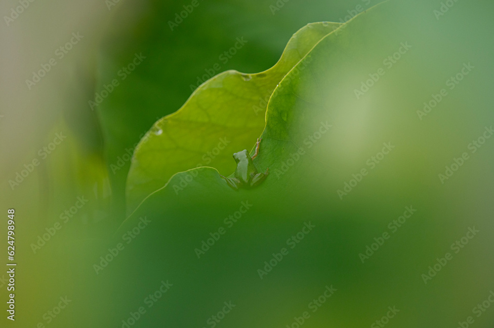 蓮の花