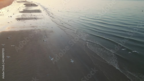 Top view of beach captured by drone, beach view, Birds flying over beach.