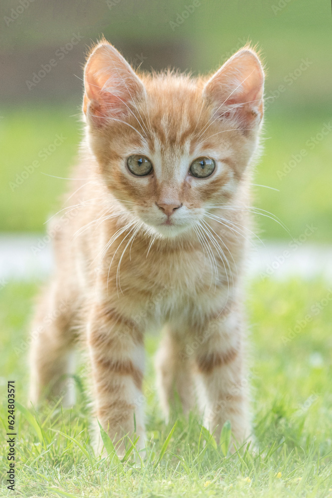 Beautiful reddish kitten captured while playing in the garden.