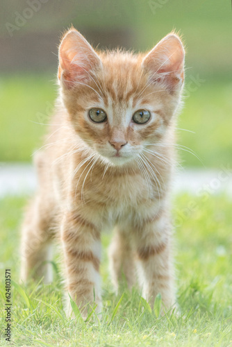 Obraz na płótnie Beautiful reddish kitten captured while playing in the garden. w salonie