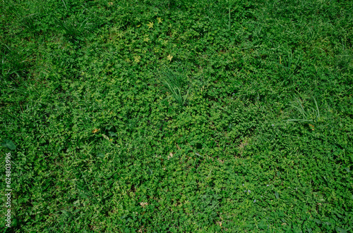 green grass background