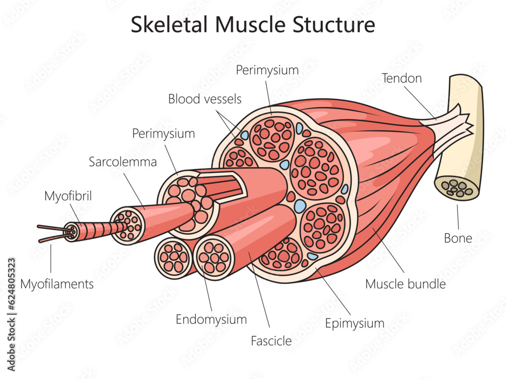 Skeletal anatomy muscle structure medical diagram schematic vector ...
