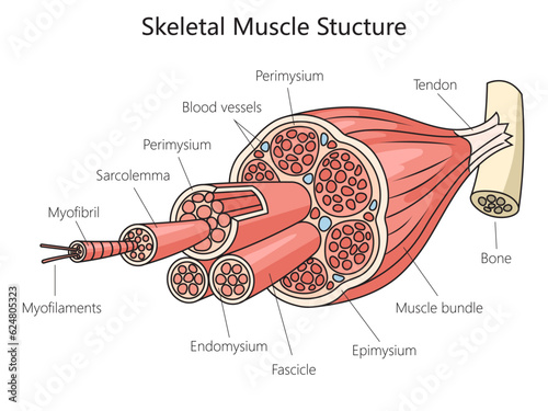 Skeletal anatomy muscle structure medical diagram schematic vector illustration. Medical science educational illustration