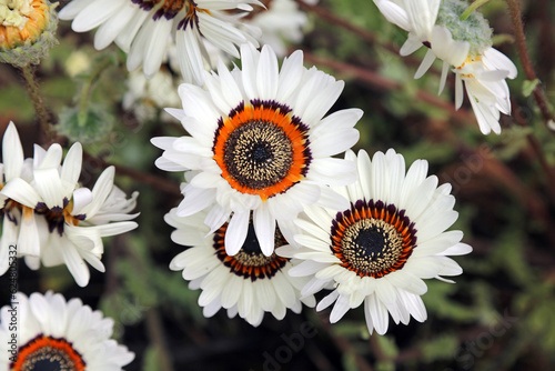 Closeup of Monarch-of-the-veld flowers, Somerset, England
 photo