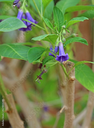 Closeup of Violet Bush blooms, Somerset, England
