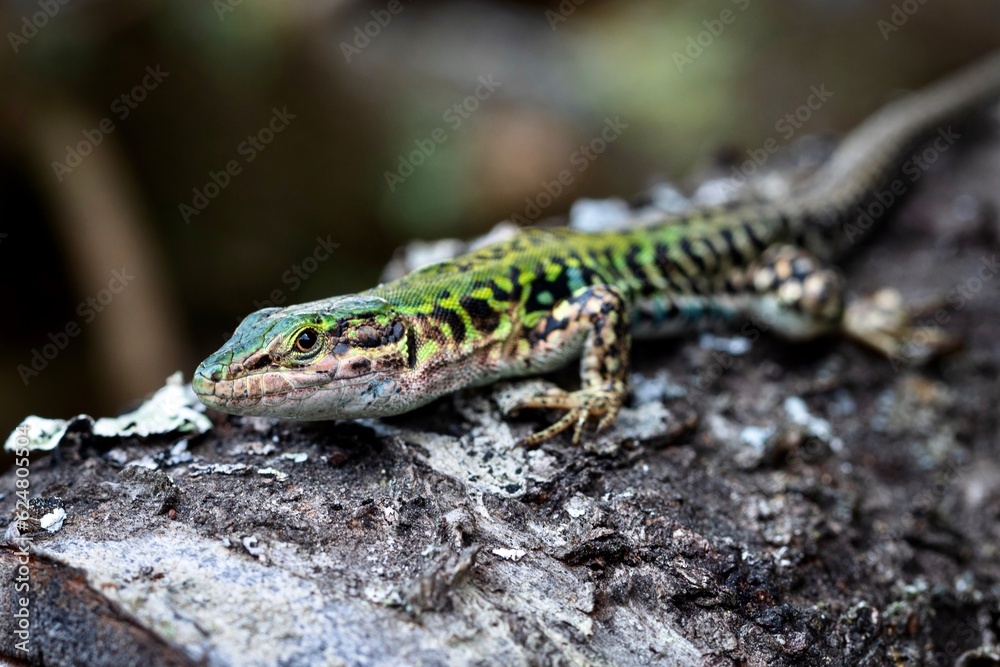 Close up of lizard Podarcis Siculus Close up of lizard Podarcis Siculus