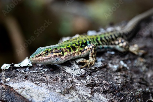 Close up of lizard Podarcis Siculus