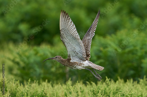 Curlew (Numenius arquata) in flight on Skomer Island in Pembrokeshire, Wales photo