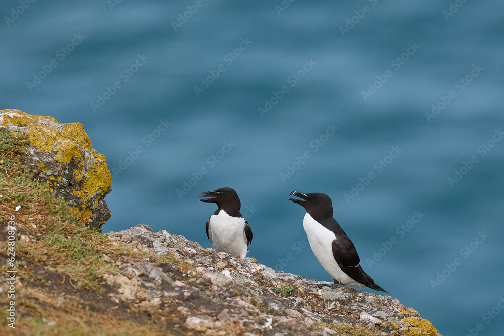 Razorbill (Alca torda) on the coast of Skomer Island in Pembrokeshire, Wales. Razorbill (Alca torda) on the coast of Skomer Island in Pembrokeshire, Wales.