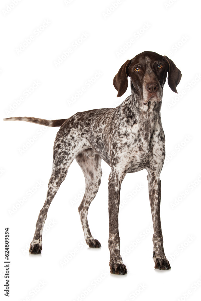 German shorthair dog isolated on white