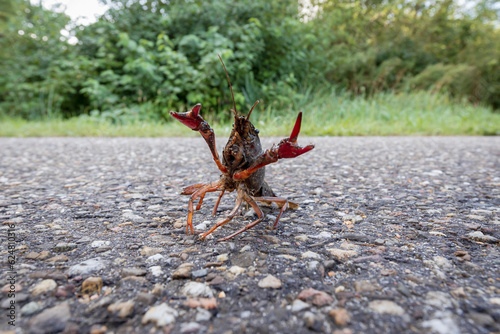A red swamp crayfish on land in Rotterdam, being an invasive species