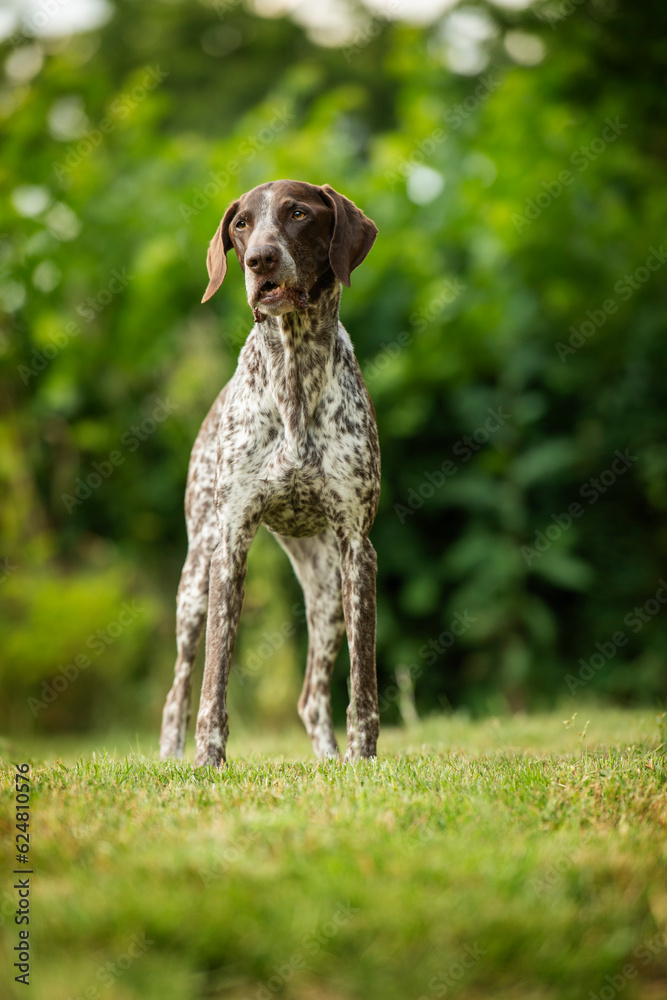 German shorthair dog standing in nature background