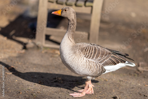 Goose Geese Bird Close up neck feathers wings