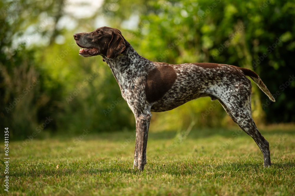 German shorthair dog in nature background