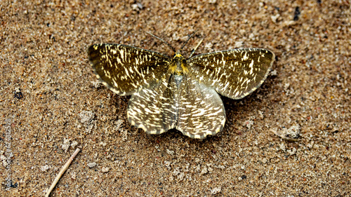 Large moth on sand in macro lens,backgrounds photo