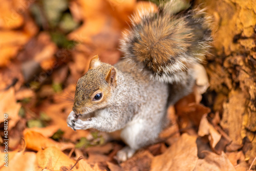 Squirrel in its natural environment with lovely autumn atmosphere