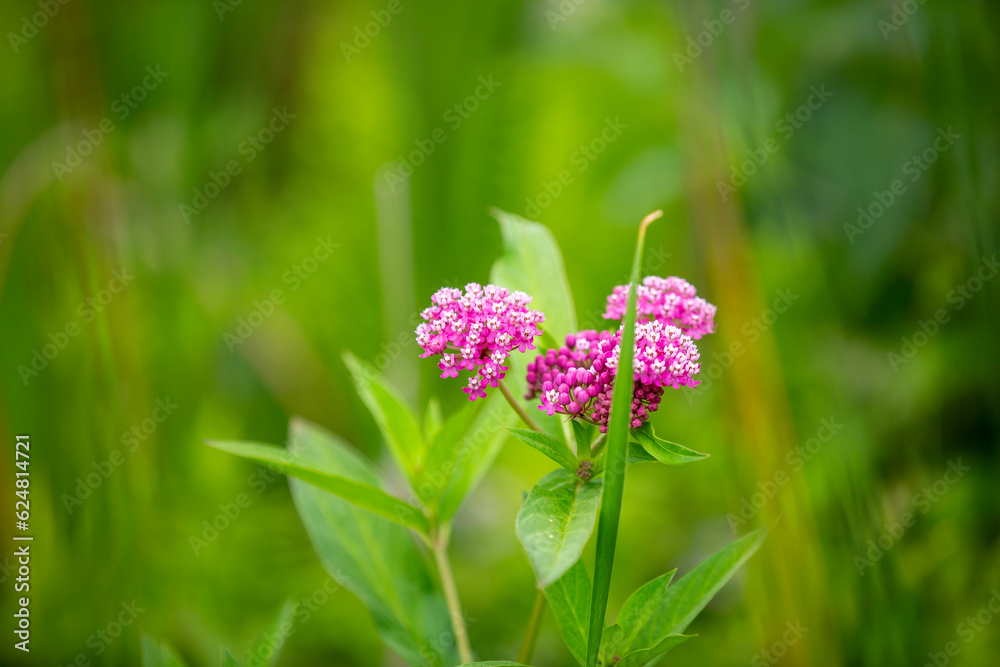 Beautiful pink flowering swamp milkweed growing in a marsh in Ontario. Beautiful pink flowering swamp milkweed growing in a marsh in Ontario.