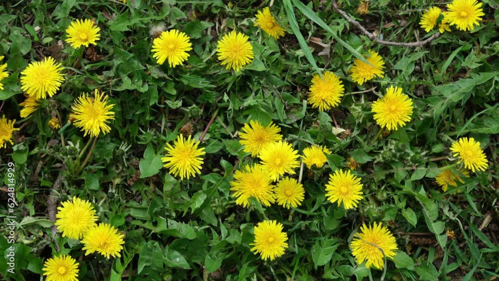 yellow flowers in the garden yellow flowers in the garden