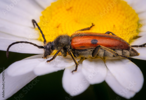 Macrophotography of a red and black Longhorn Beetle (Vadonia unipunctata) on a chamomile flower. Extremely close-up and details. © Eduard